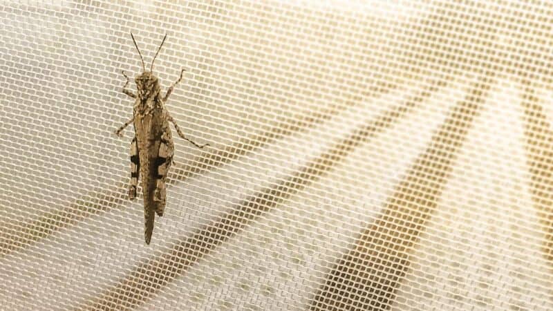 Telas de Proteção Anti insetos ou Mosquiteiro Telas de Proteção Anti insetos ou Mosquiteiro